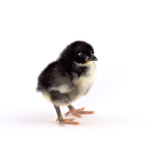 Civciv Seçiminde Dikkat Edilecekler