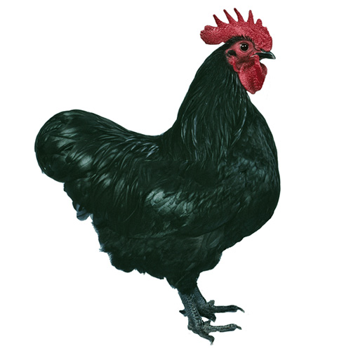 Australorp Civciv