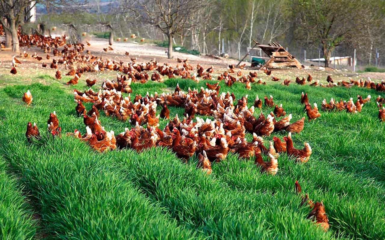 Tavukçulukta Karlılığı Artırma Yöntemleri