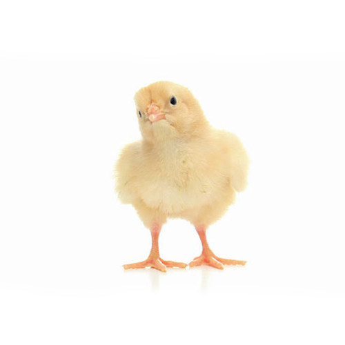 Hindi Palazı Bakımı ve Beslenmesi